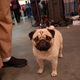 Illustration for article titled Picking Up Scraps At The Westminster Dog Show